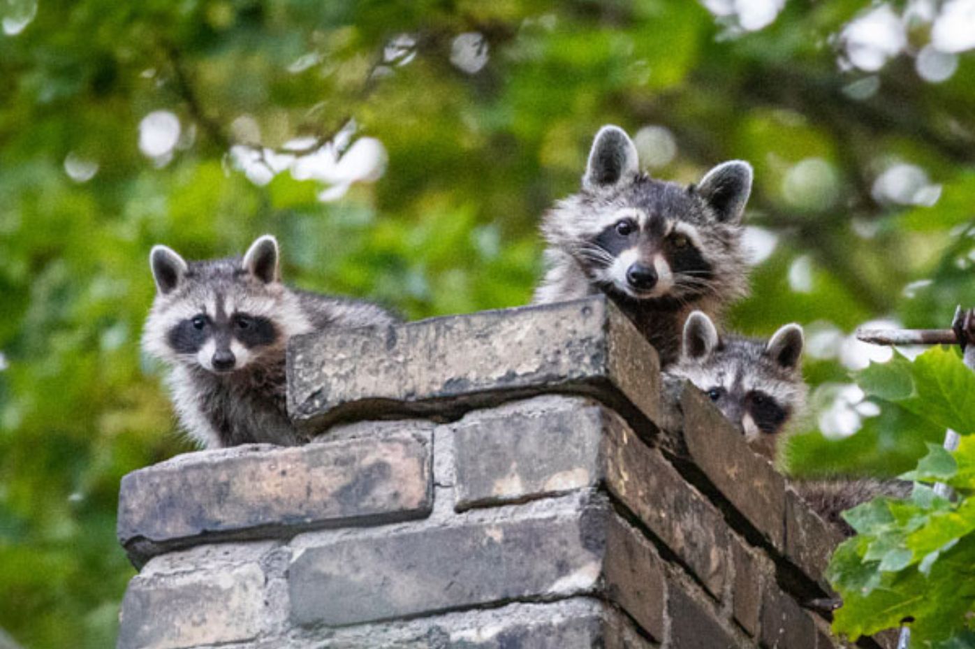 Animal Removal Service Raccoon on top of chimney