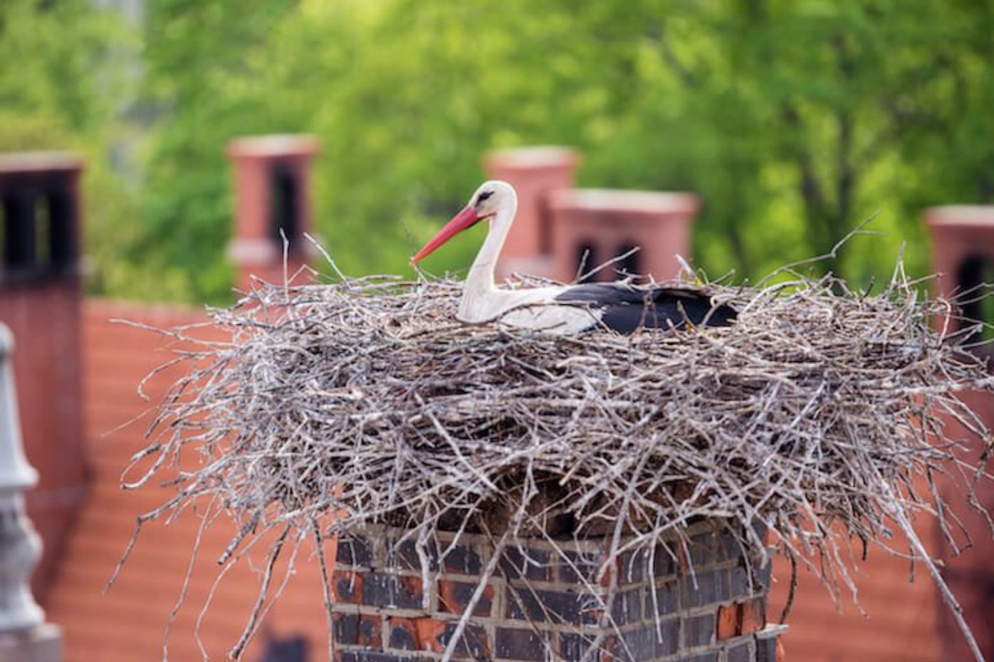 Animal Removal Services bird nesting on top of chimney