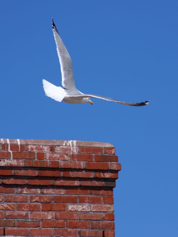 AnimalRemovalChimney