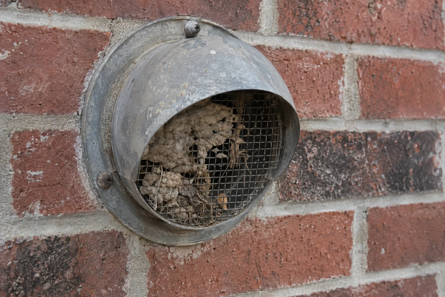 A weathered metal flue termination cap set into a red brick exterior wall, its mesh screen partially blocked by a dry mud dauber nest and accumulated debris